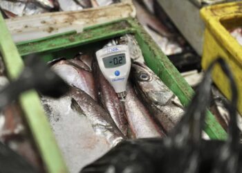 ÑUBLE: Más de 3 toneladas de productos marinos fueron decomisados en Semana Santa.