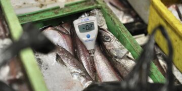 ÑUBLE: Más de 3 toneladas de productos marinos fueron decomisados en Semana Santa.