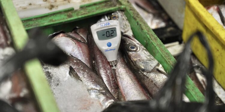 ÑUBLE: Más de 3 toneladas de productos marinos fueron decomisados en Semana Santa.