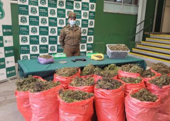 El Carmen: Carabineros del OS7 Ñuble incautó 1.700 millones de pesos en marihuana y detuvo a 2 personas por tráfico y cultivo ilegal