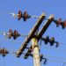 Hombre habría estado intentando robar cables del tendido eléctrico y resultó fallecido anoche en Ñuble.