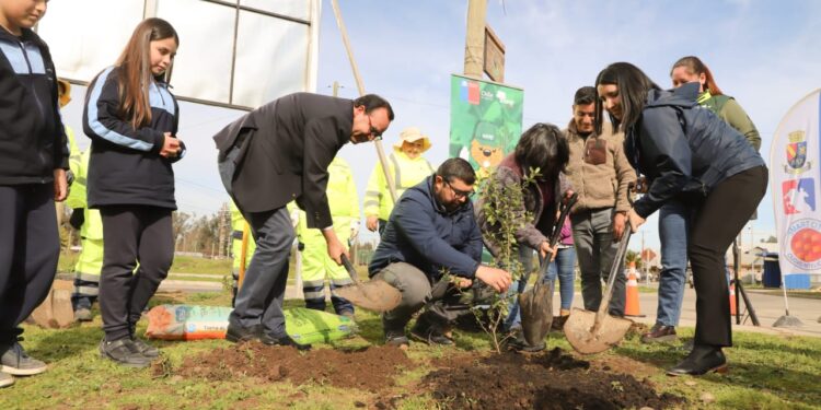 CHILLÁN VIEJO SE PREPARA PARA RECIBIR MÁS DE 900 ESPECIES ARBÓREAS Y ARBUSTIVAS EN RUCAPEQUÉN