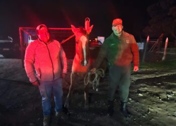 Patrulla de Investigación Táctica Rural recuperó en San Carlos segundo caballar robado en Mulchén 🐎
