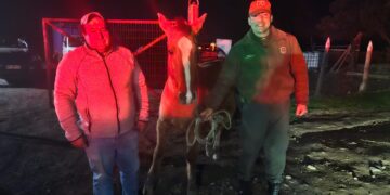 Patrulla de Investigación Táctica Rural recuperó en San Carlos segundo caballar robado en Mulchén 🐎