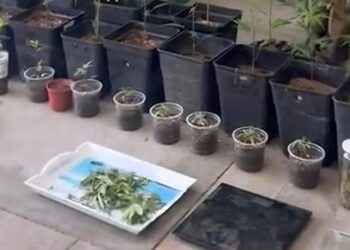 Mujer denunció a su pareja por violencia intrafamiliar y de tener cannabis sativa en el hogar.