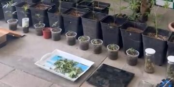 Mujer denunció a su pareja por violencia intrafamiliar y de tener cannabis sativa en el hogar.