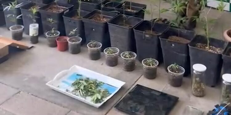 Mujer denunció a su pareja por violencia intrafamiliar y de tener cannabis sativa en el hogar.