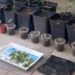 Mujer denunció a su pareja por violencia intrafamiliar y de tener cannabis sativa en el hogar.