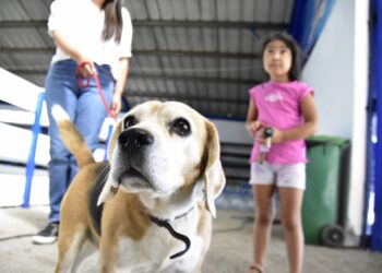 San Nicolás: Casi 1.100 perritos 🐶 fueron atendidos en operativos de desparasitación.