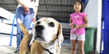 San Nicolás: Casi 1.100 perritos 🐶 fueron atendidos en operativos de desparasitación.