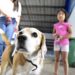 San Nicolás: Casi 1.100 perritos 🐶 fueron atendidos en operativos de desparasitación.