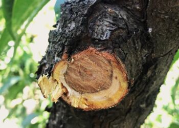 Chillán será sede del primer “Workshop internacional de hongos de madera en frutales”