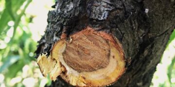 Chillán será sede del primer “Workshop internacional de hongos de madera en frutales”