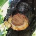 Chillán será sede del primer “Workshop internacional de hongos de madera en frutales”