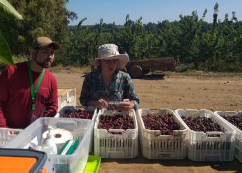 Proyecto del laboratorio de Calidad de Frutos de INIA Quilamapu busca optimizar el manejo de cosechas en cerezas de exportación de la región de Ñuble.
