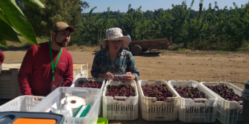 Proyecto del laboratorio de Calidad de Frutos de INIA Quilamapu busca optimizar el manejo de cosechas en cerezas de exportación de la región de Ñuble.