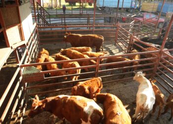 Celebración de Fiestas Patrias: intensifican fiscalizaciones preventivas para evitar el delito de abigeato en todo el país.