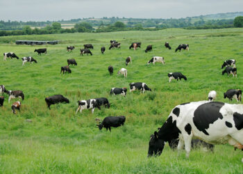 En la Región de Ñuble, la producción de carne en vara de ganado bovino presentó un incremento interanual de 1,2% en agosto de 2024