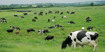 En la Región de Ñuble, la producción de carne en vara de ganado bovino presentó un incremento interanual de 1,2% en agosto de 2024