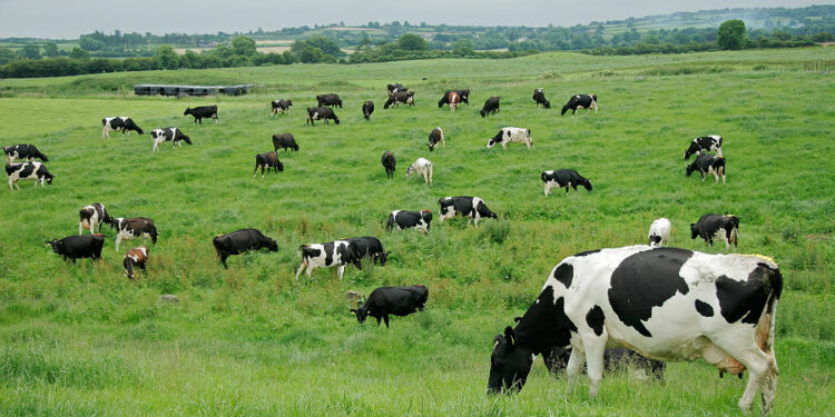 En la Región de Ñuble, la producción de carne en vara de ganado bovino presentó un incremento interanual de 1,2% en agosto de 2024