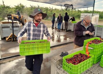 En Ñuble investigadores abordaron aspectos de poscosecha que incrementan calidad en cerezas de exportación•