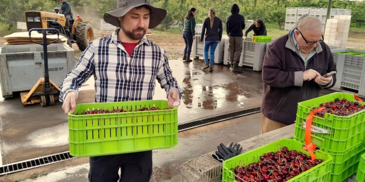En Ñuble investigadores abordaron aspectos de poscosecha que incrementan calidad en cerezas de exportación•