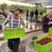 En Ñuble investigadores abordaron aspectos de poscosecha que incrementan calidad en cerezas de exportación•
