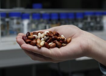 Con apoyo de FAO INIA dio inicio a proyecto que potenciará producción y consumo de legumbres en Chile.