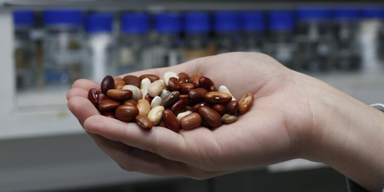 Con apoyo de FAO INIA dio inicio a proyecto que potenciará producción y consumo de legumbres en Chile.