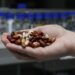 Con apoyo de FAO INIA dio inicio a proyecto que potenciará producción y consumo de legumbres en Chile.