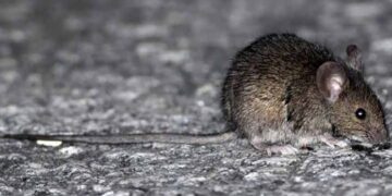 Por inicio de la primavera, la Autoridad Sanitaria en Ñuble refuerza las medidas para prevenir el contagio del Virus Hanta.