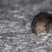 Por inicio de la primavera, la Autoridad Sanitaria en Ñuble refuerza las medidas para prevenir el contagio del Virus Hanta.