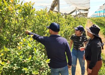 INIA busca revolucionar el control natural de plagas agrícolas y forestales mediante uso de Ecología Química.