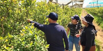 INIA busca revolucionar el control natural de plagas agrícolas y forestales mediante uso de Ecología Química.