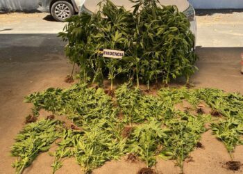 EN SAN CARLOS DETIENEN A DOS HOMBRES POR TRÁFICO DE DROGAS.