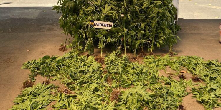 EN SAN CARLOS DETIENEN A DOS HOMBRES POR TRÁFICO DE DROGAS.