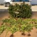 EN SAN CARLOS DETIENEN A DOS HOMBRES POR TRÁFICO DE DROGAS.