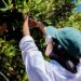 INIA dio inicio a innovador proyecto que impulsa la fruticultura sostenible y resiliente en Ñuble.