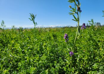 Nueva variedad de alfalfa revolucionará la ganadería del centro-sur de Chile.