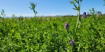 Nueva variedad de alfalfa revolucionará la ganadería del centro-sur de Chile.