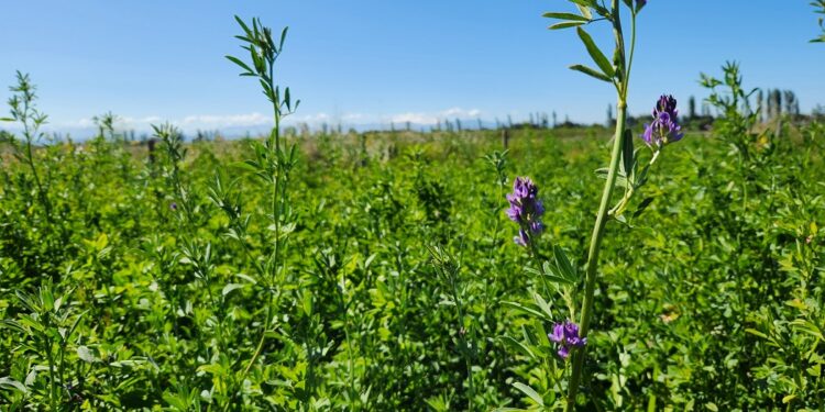 Nueva variedad de alfalfa revolucionará la ganadería del centro-sur de Chile.