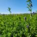 Nueva variedad de alfalfa revolucionará la ganadería del centro-sur de Chile.