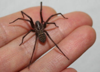 Principalmente en esta época la Araña de rincón es un enemigo peligroso en nuestro hogar.