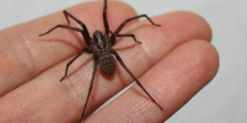 Principalmente en esta época la Araña de rincón es un enemigo peligroso en nuestro hogar.