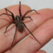 Principalmente en esta época la Araña de rincón es un enemigo peligroso en nuestro hogar.