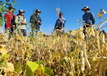 Investigadores de Chile y Estados Unidos buscan generar variedades de porotos resistentes a “virus del mosaico” y a gorgojos.