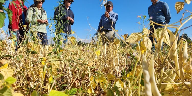 Investigadores de Chile y Estados Unidos buscan generar variedades de porotos resistentes a “virus del mosaico” y a gorgojos.