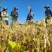 Investigadores de Chile y Estados Unidos buscan generar variedades de porotos resistentes a “virus del mosaico” y a gorgojos.