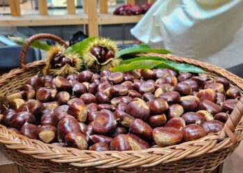 El Carmen: Lanzan Fiesta de la Castaña 2025 con feria promocional en Chillán y Santiago.