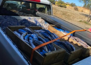 Decomisaron 480 kilos de pescados y mariscos sin denominación de origen en una comuna de Ñuble.